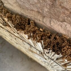 Cannapalustre_struttura cava