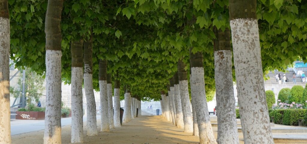 CALCELATTE TREE