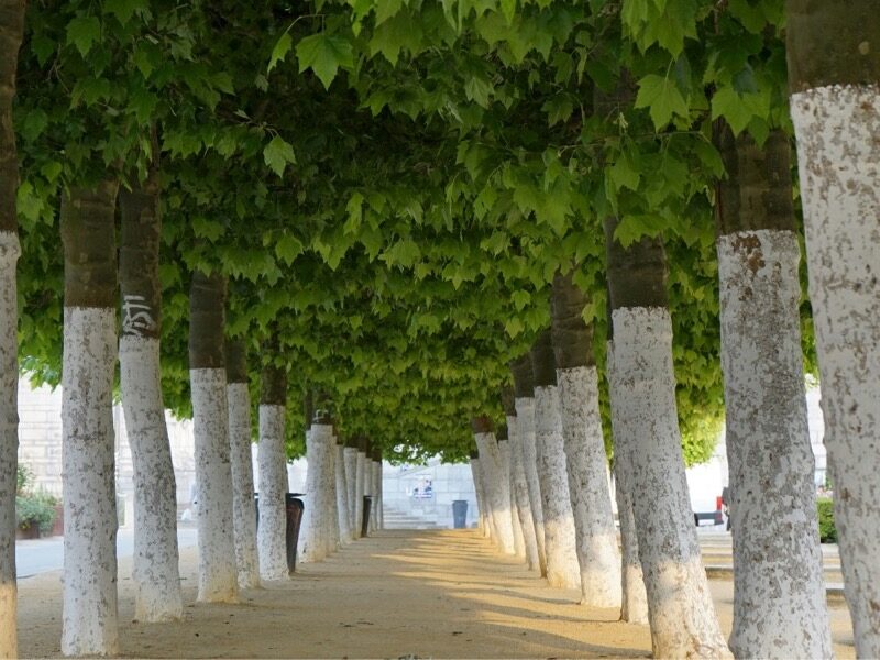 CALCELATTE TREE