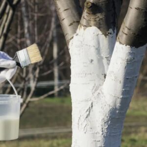CALCELATTE_TREE_2